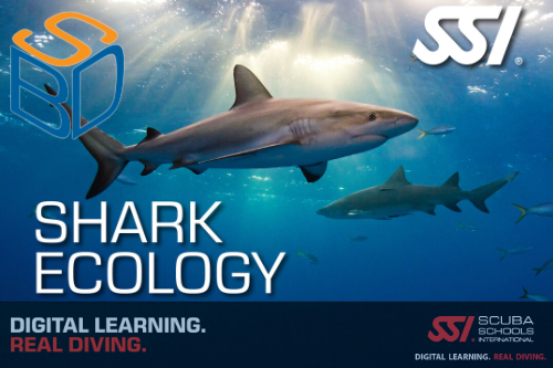 shark ecology, shark diving