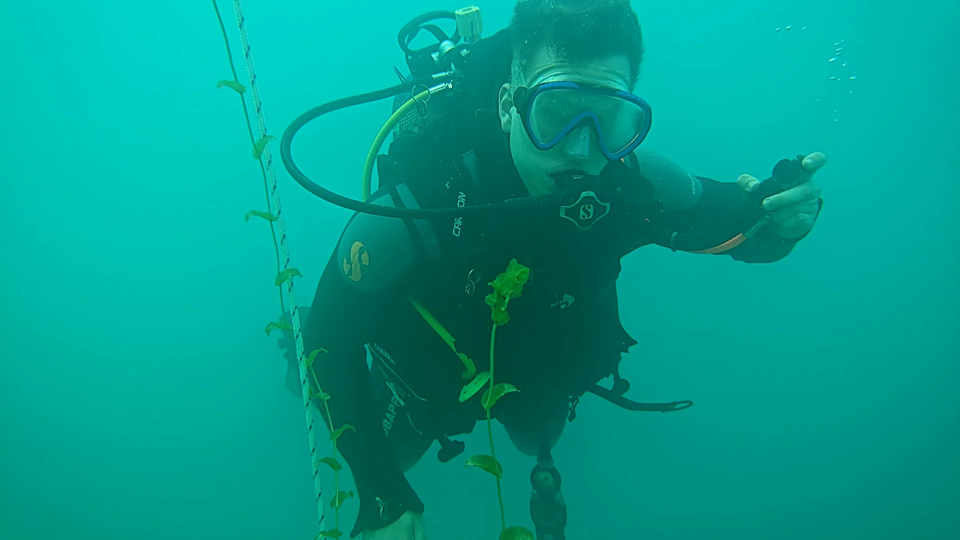 Taucher beim Freiwassertauchgang am Attersee mit Richtleine Ein Taucher im Neoprenanzug schwebt unter Wasser neben einer Führungsleine und zeigt ein OK-Zeichen.