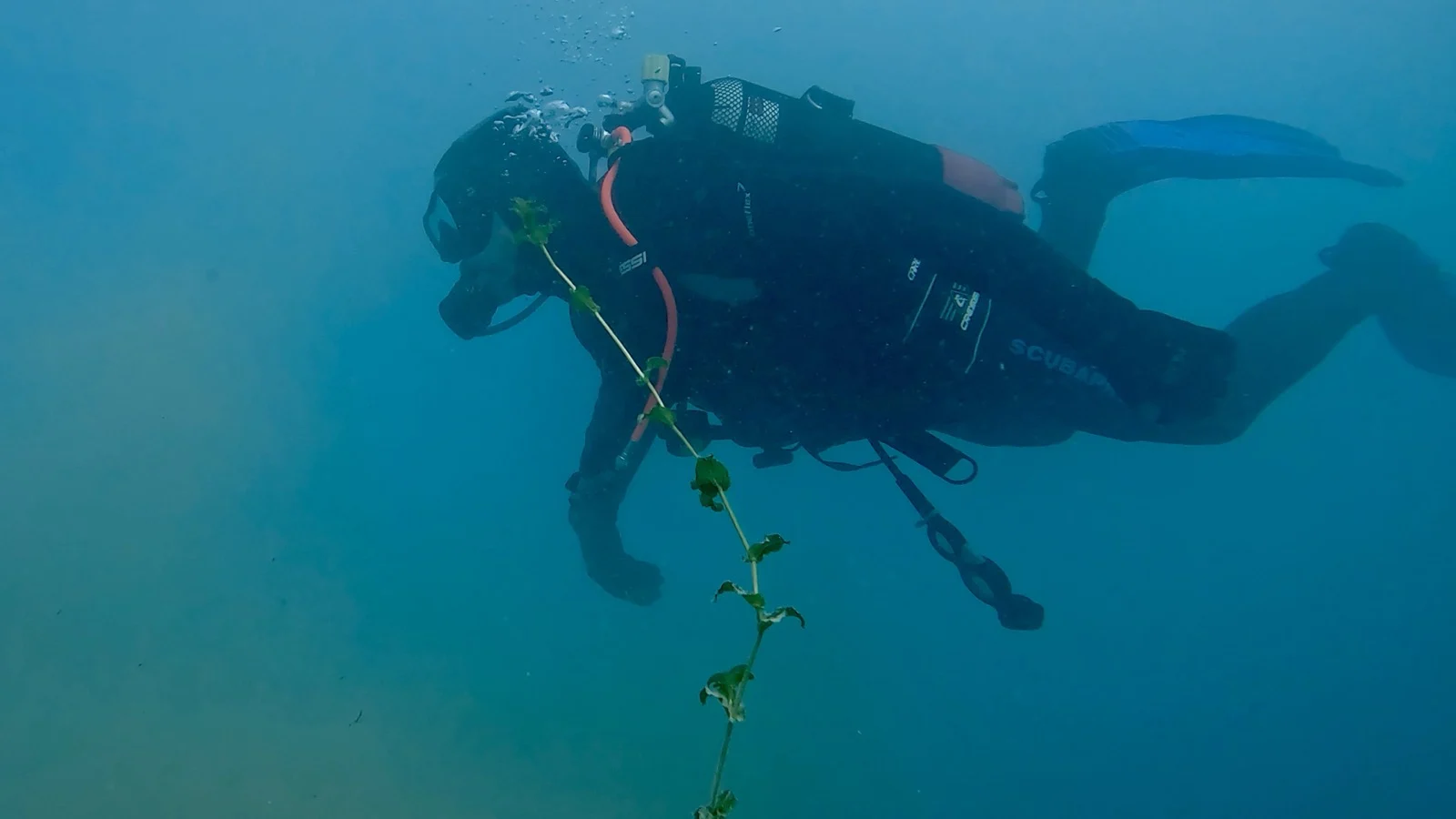 Open Water Diver am Attersee, grün getrübte Sicht unter Wasser Ein Taucher schwebt am Attersee durch grün getrübtes Wasser und hält dabei eine lange Algenpflanze vor sich.